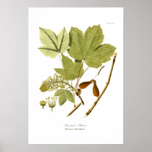 Affiche Acer pseudo-platanus