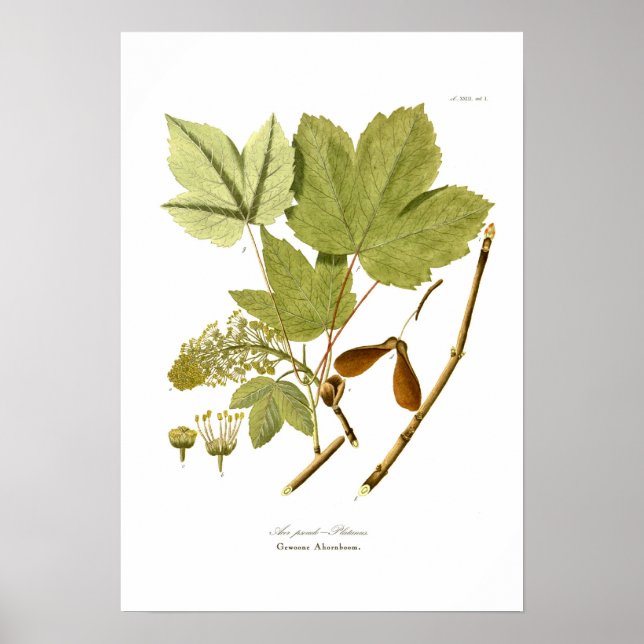 Affiche Acer pseudo-platanus (Devant)