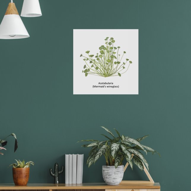 Affiche Acetabularia (Wineglass de sirène) (Salon 1)