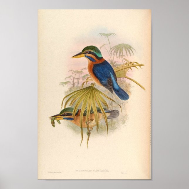 Affiche Acténoides Concretus Kingfisher Bird (Devant)