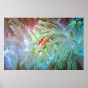 Affiche Actinie multicolore