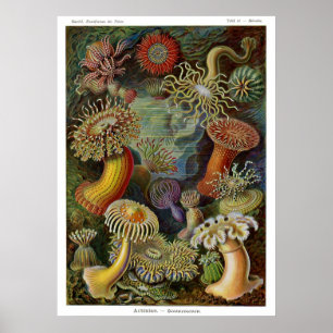 Affiche Actinies d'Ernst Haeckel