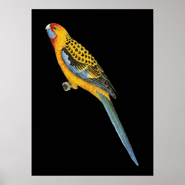 Affiche Adelaide Rosella - Platycerus elegans adelaidae (Devant)