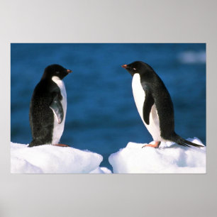 Affiche Adelie Penguins