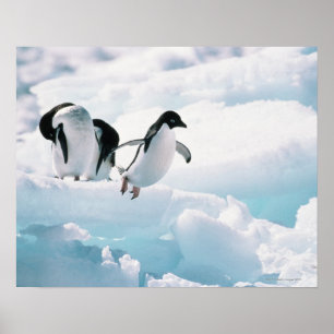 Affiche Adelie penguins (pygoscelis adeliae) Antarctica