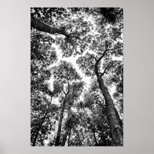 Affiche Adéquation naturelle (dessus d'arbre)