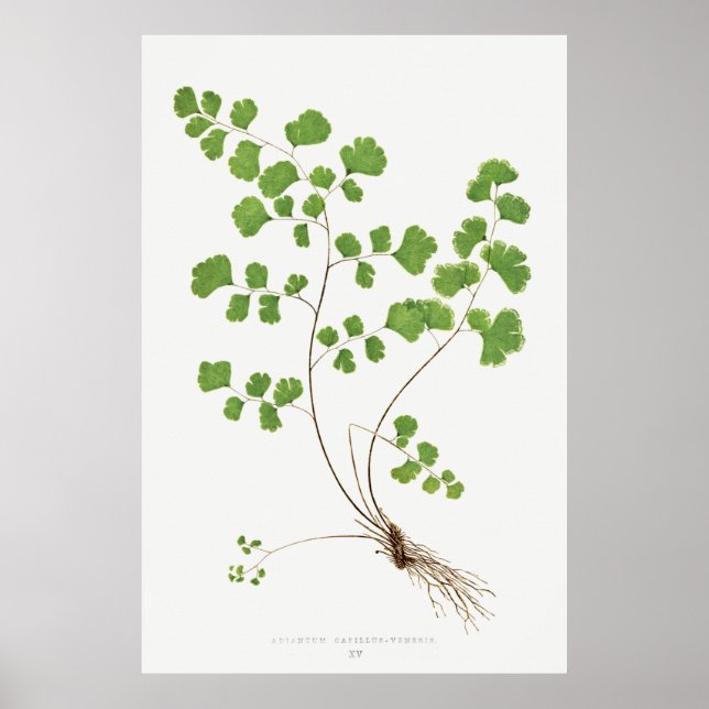 Affiche Adiantum Capillus-Veneris (Southern Maidenhair Fer (Devant)