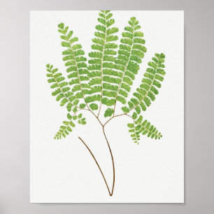 Affiche Adiantum Pedatum (Northern Maidenhair Fern) from F