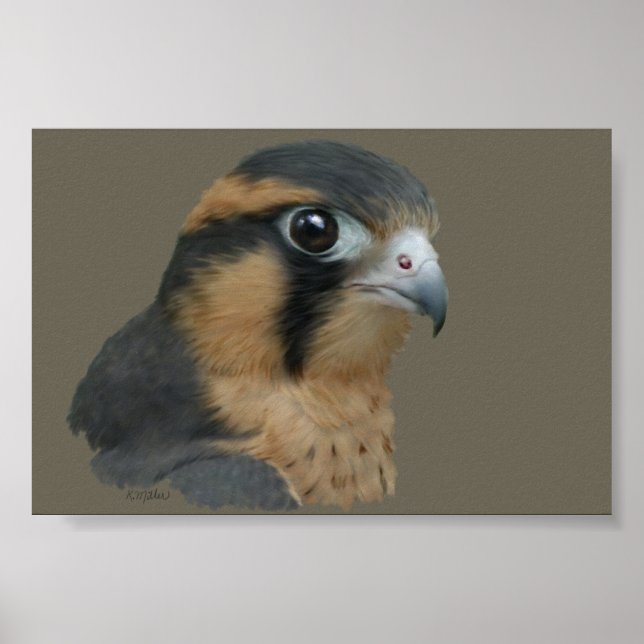 Affiche ADiplomado (Devant)