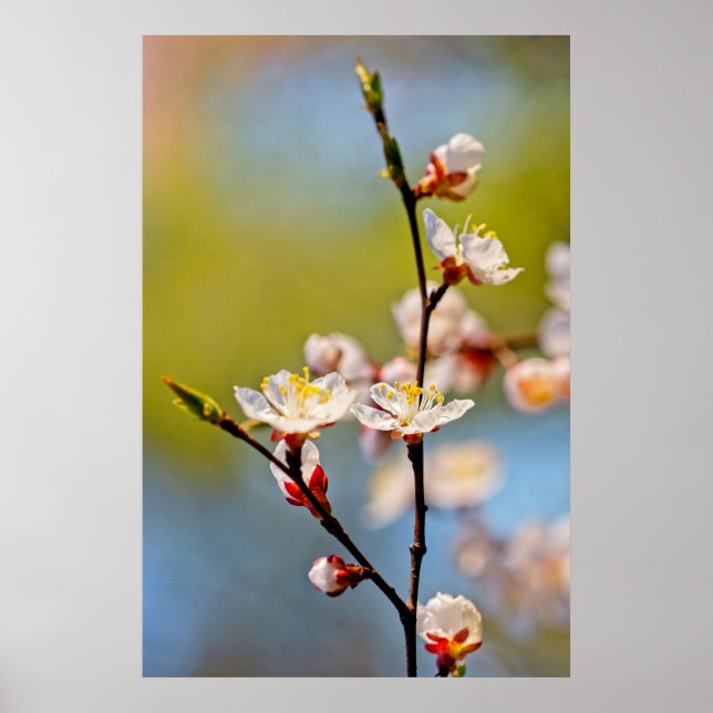 Affiche Admirable japonais Apricot Flower (Devant)
