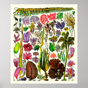 Affiche Adolphe Millot ~ Algues