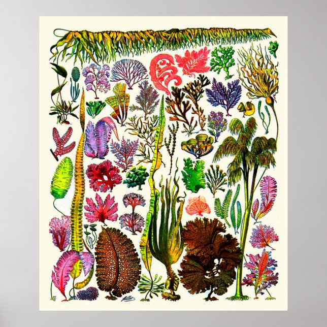 Affiche Adolphe Millot ~ Algues (Devant)