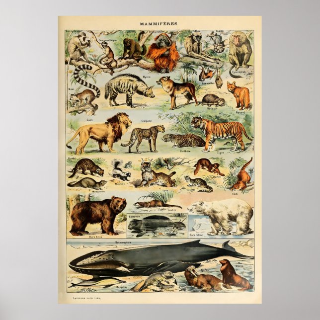 Affiche Adolphe Millot Animaux (Devant)