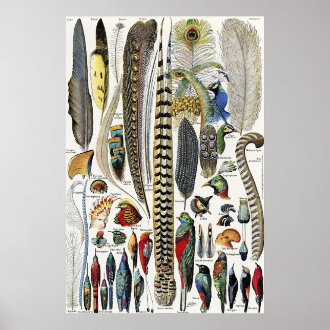 Affiche Adolphe Millot Dark Academia Vintage Bird Feather (Devant)