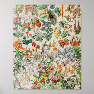 Affiche Adolphe Millot fleurs D