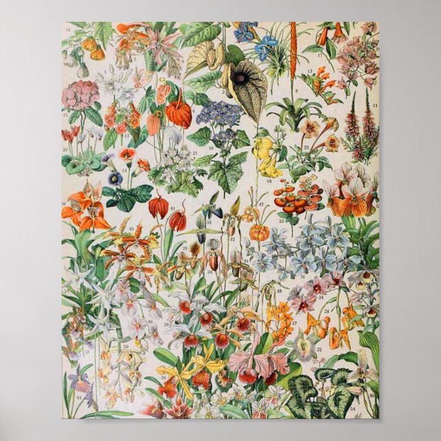 Affiche Adolphe Millot fleurs D (Devant)