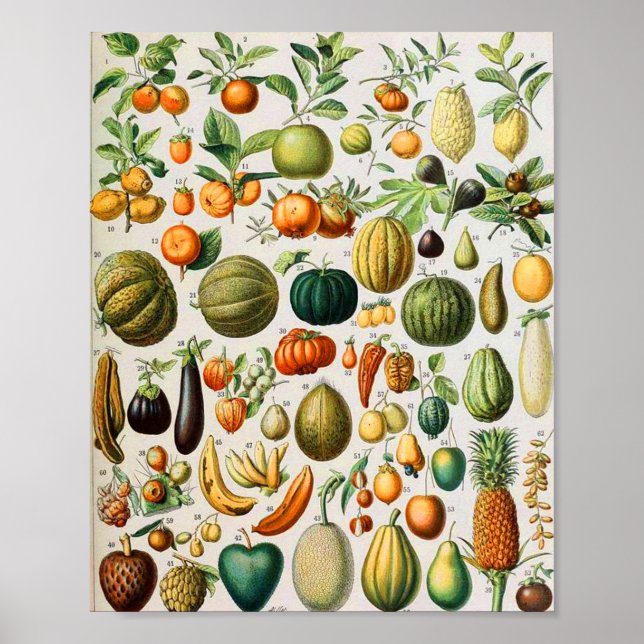 Affiche Adolphe Millot fruits B (Devant)