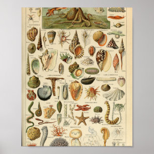 Affiche Adolphe Millot Mollusques Pour Tous