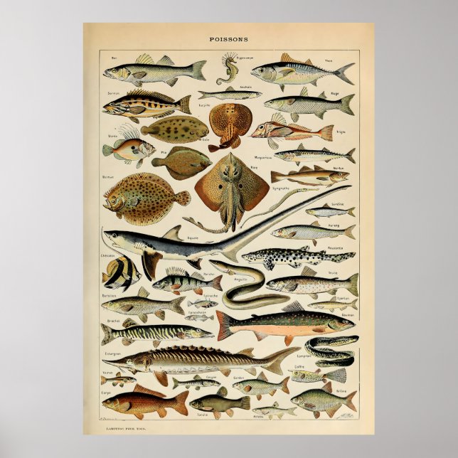 Affiche Adolphe Millot poisson marin (Devant)
