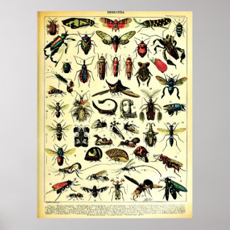 Affiche Adolphe Millot Récréée Nature Créatures Insectes