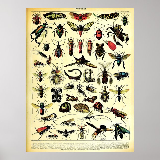 Affiche Adolphe Millot Récréée Nature Créatures Insectes (Devant)