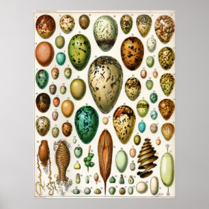 Affiche Adolphe Millot Vintage French Bird Eggs