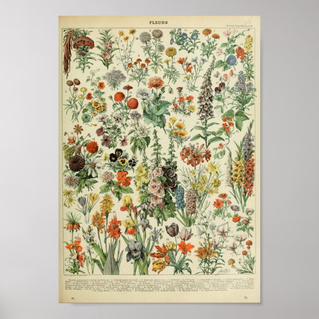 Affiche Adolphe Philippe Millot Fleurs (Devant)