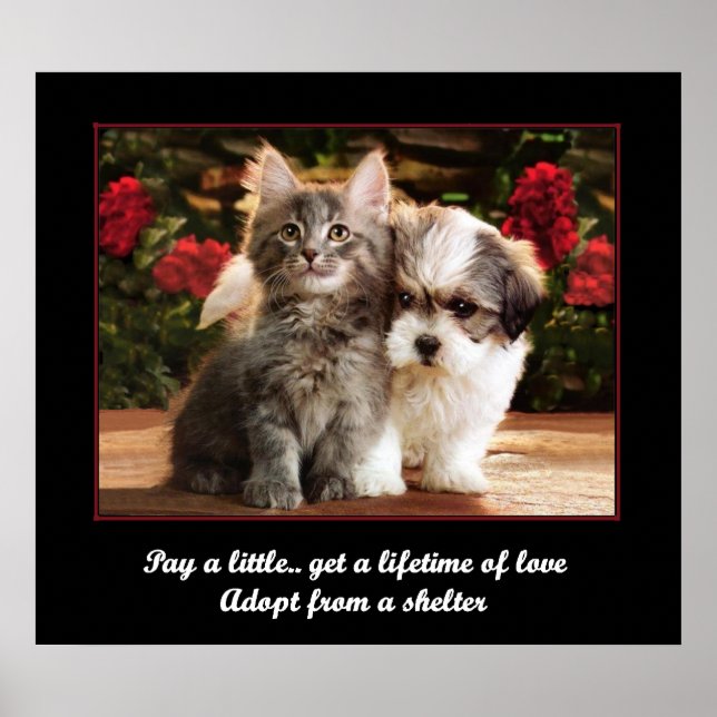 Affiche Adopter un animal de compagnie (Devant)