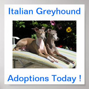 Affiche Adoptions de chien gris italien aujourd'hui Signes