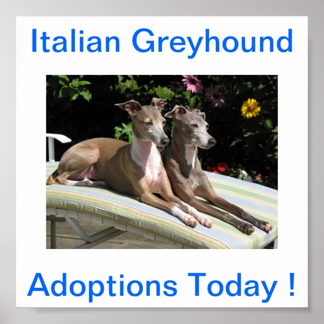 Affiche Adoptions de chien gris italien aujourd'hui Signes (Devant)