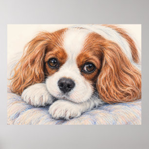 Affiche Adorable Blenheim Cavalier King Charles Spaniel Re