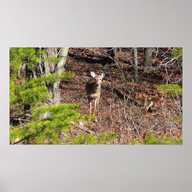 Affiche Adorable Cerf dans les Bois Photographie de la nat (Devant)