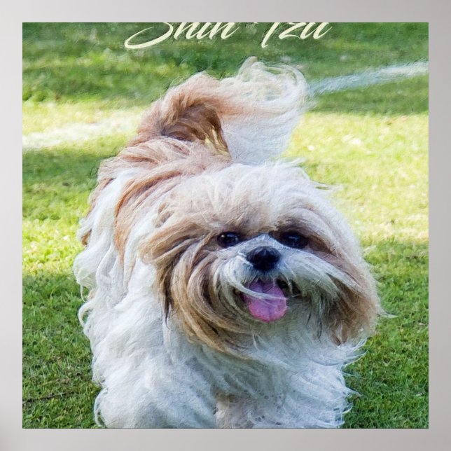 Affiche adorable Chien Shih Tzu (Devant)