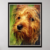 Adorable chien Terrier avec un visage humide
