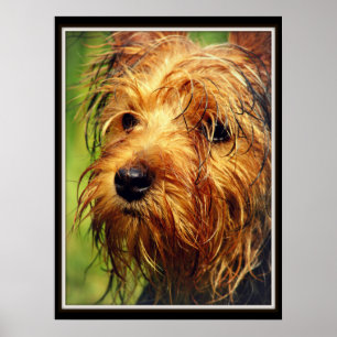 Affiche Adorable chien Terrier avec un visage humide