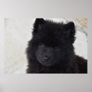 Affiche Adorable Chiot