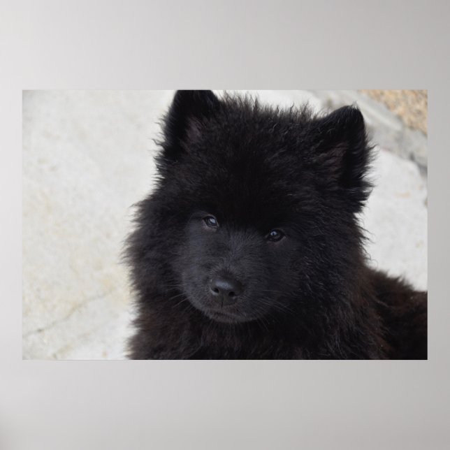 Affiche Adorable Chiot (Devant)