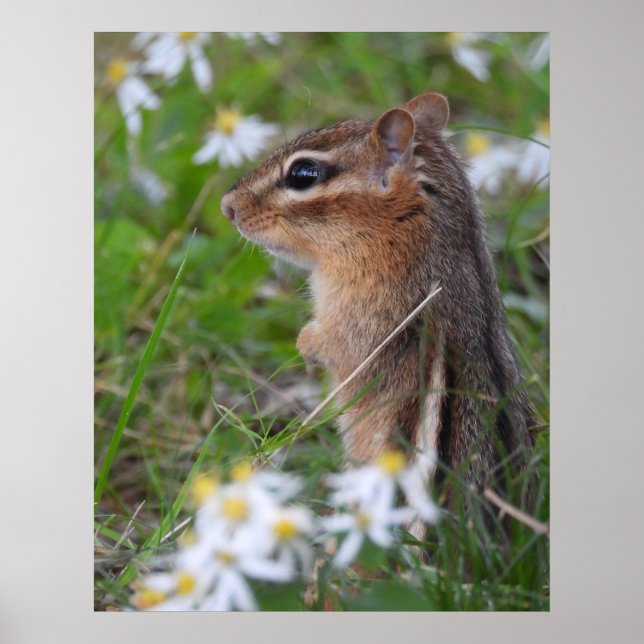 Affiche Adorable Chipmunk en fleurs (Devant)