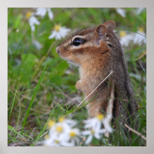 Affiche Adorable Chipmunk en fleurs