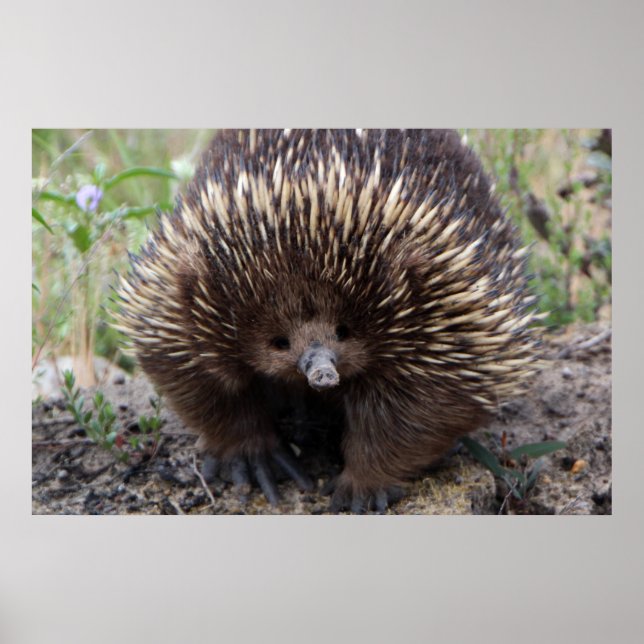 Affiche Adorable Echidna Australienne (Devant)
