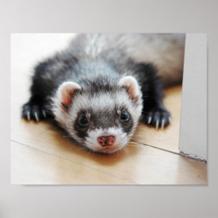 Affiche Adorable Ferret Sable