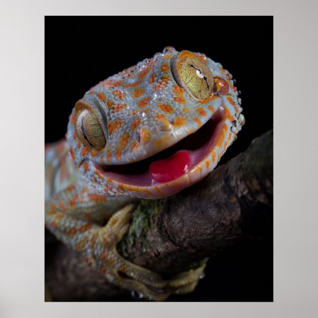 Affiche Adorable joyeux tokay gecko (Devant)