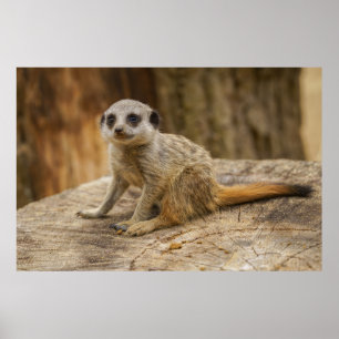 Affiche Adorable Meerkat Baby
