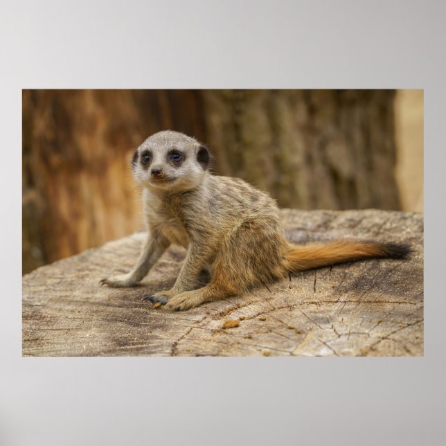 Affiche Adorable Meerkat Baby (Devant)