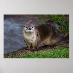 Affiche Adorable Otter sur la Riverbank
