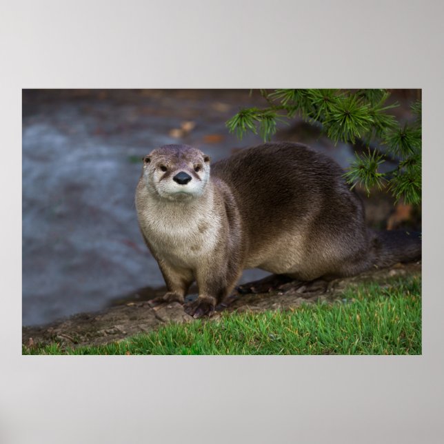 Affiche Adorable Otter sur la Riverbank (Devant)
