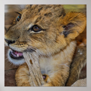 Affiche Adorable Petit Lion Cub mâcher sur la serviette Ph
