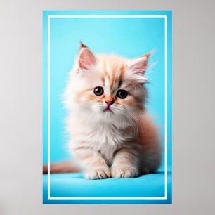 Affiche Adorable Potrait de chaton blanc-54971
