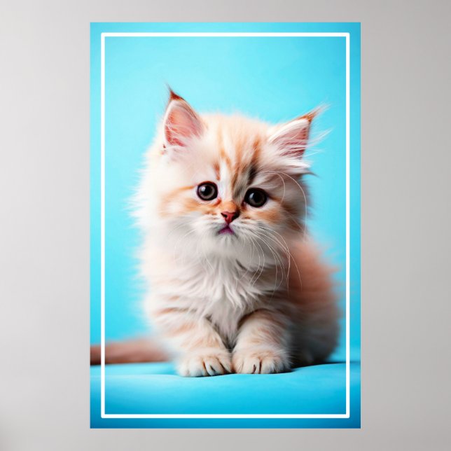 Affiche Adorable Potrait de chaton blanc-54971 (Devant)
