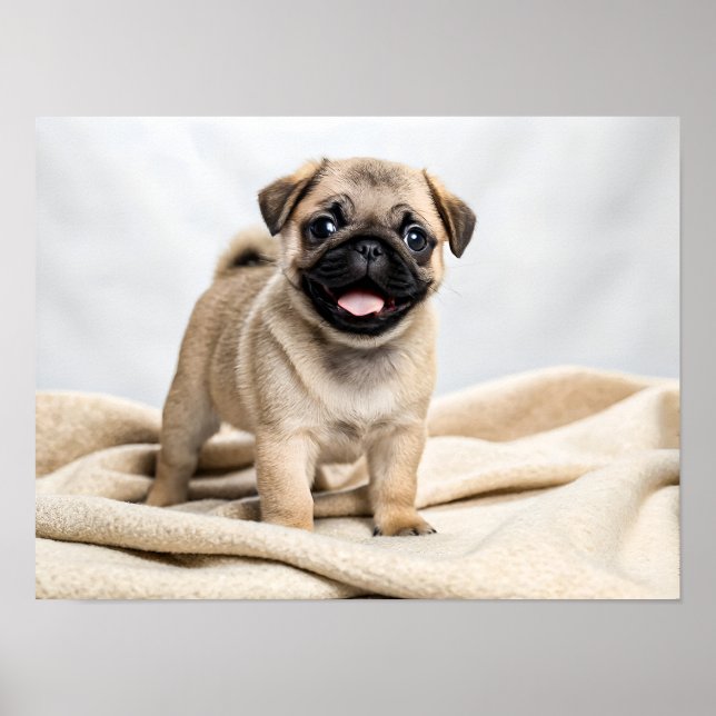 Affiche Adorable pug puppy (Devant)